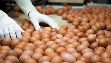Қазақстанда тәулігіне 1 миллион жұмыртқаны терең өңдейтін кәсіпорын салынады