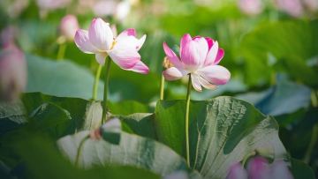 Lotus Fest-2026 фестиваліне екі күнде 40 мыңнан астам адам қатысты