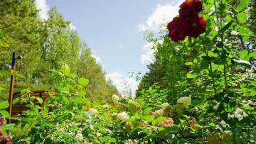 Астанада ауқымды көгалдандыру жұмысы жүріп жатыр