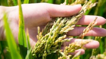 Қазақстанда күріш өндірісі мен экспорты артты
