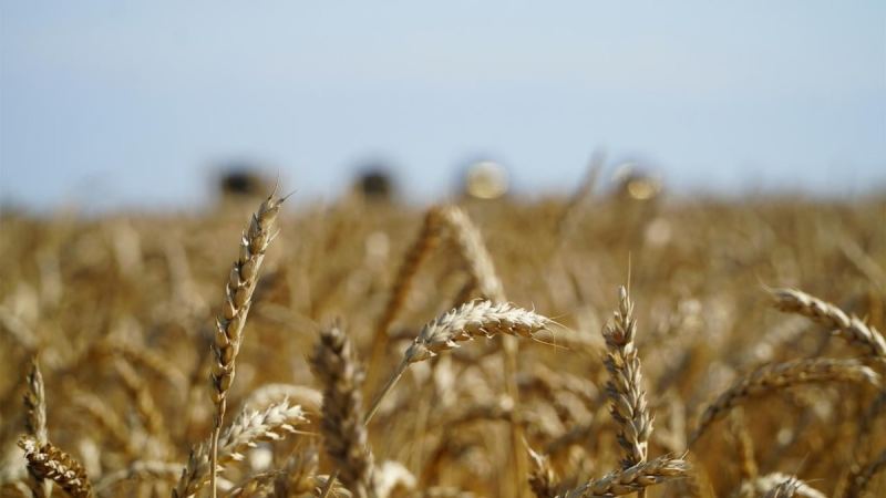 Қазақстан 15,5 млн тонна астық пен ұн экспорттады