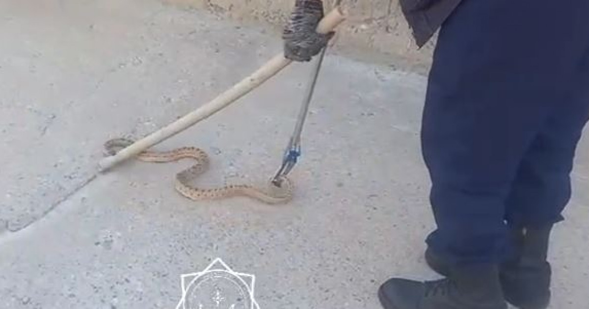 Астанада жылан не ғып жүр?