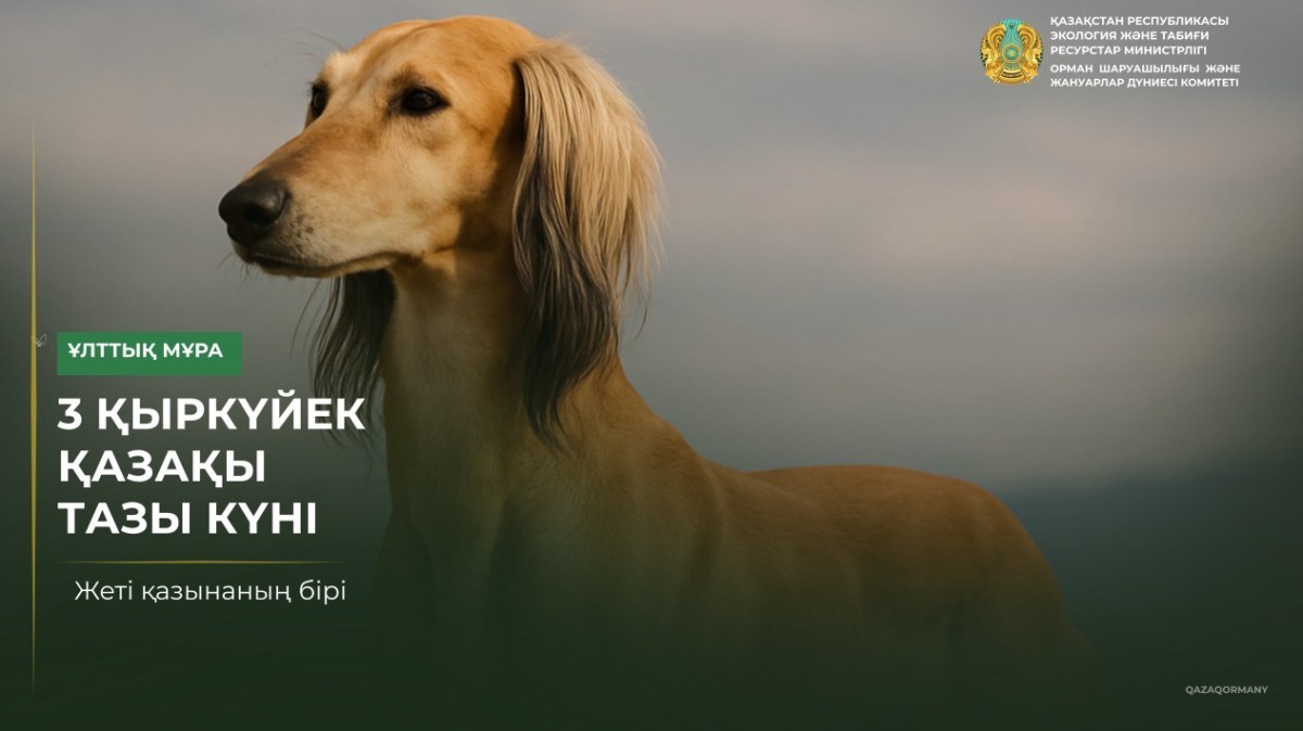 3 қыркүйек – қазақ тазысы күні